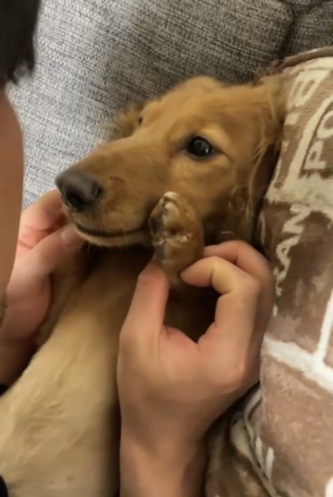 寝転がった犬