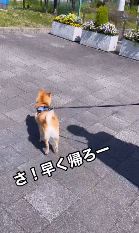 紋次郎くんとお父さんの再会9
