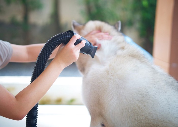 ブロワーをあてられる犬の背中