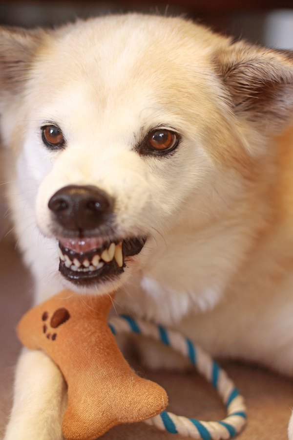 おもちゃと歯を剥き出しにする犬