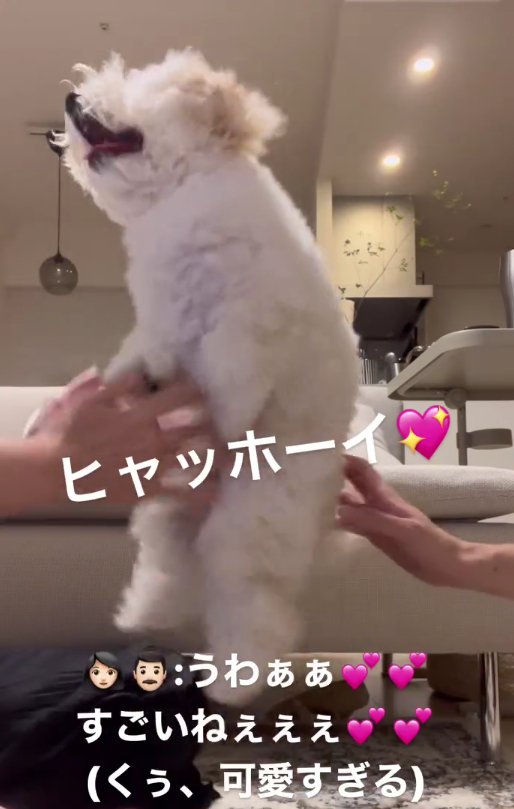 ジャンプする白い犬