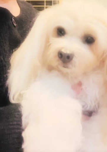 温かなエピソードに感動