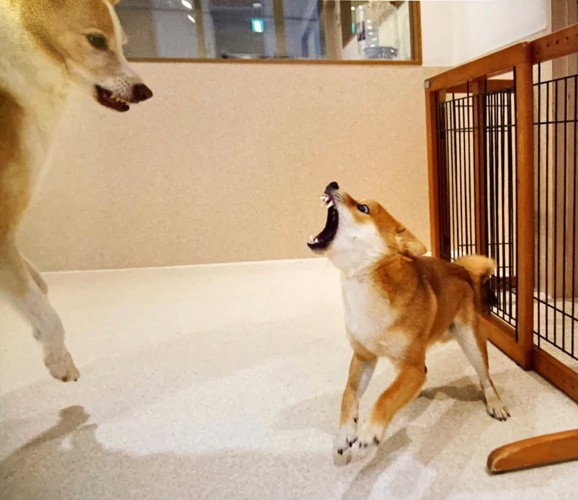 大きな犬に向かって口を開ける犬