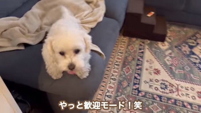 お出迎えするエルくん