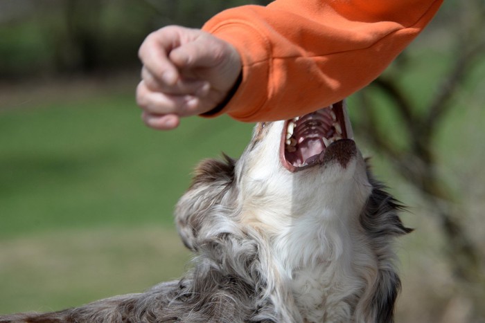 腕を噛もうとする犬