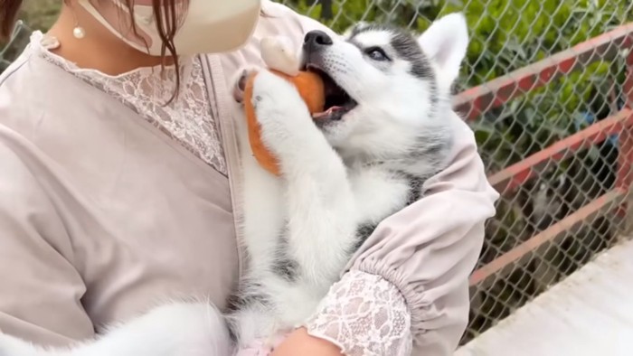 ママに抱っこされる子犬