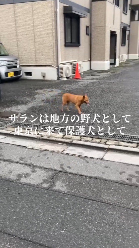 足を引きずりながら歩道を歩く犬