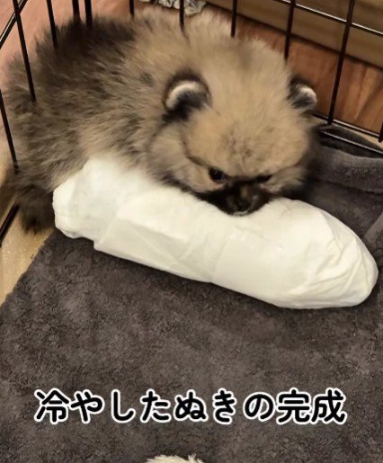 冷やしたぬきが完成！！