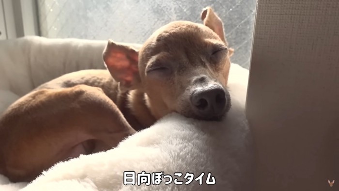 寝る犬