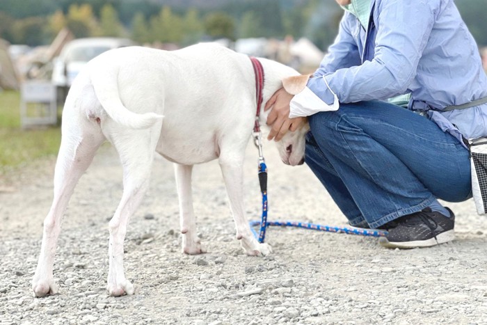 足元に頭をすり寄せる白い犬