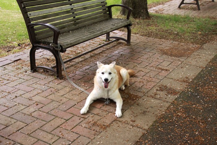 ベンチに繋がれて伏せて飼い主を待っている犬