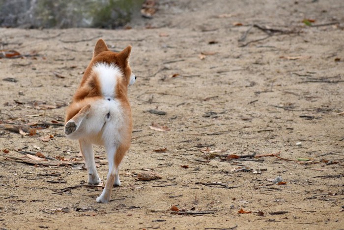 後ろ足をあげる柴犬