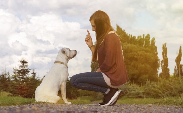 しゃがんで指示を出す女性と座る白い犬