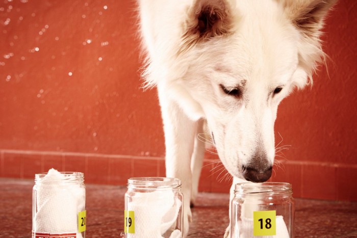 臭気検出のトレーニング中の犬