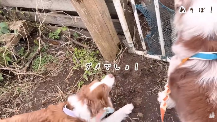 ガルチェロくんに注意したリーリエちゃん