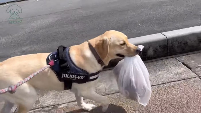 自分で荷物を運ぶぼんちゃん5