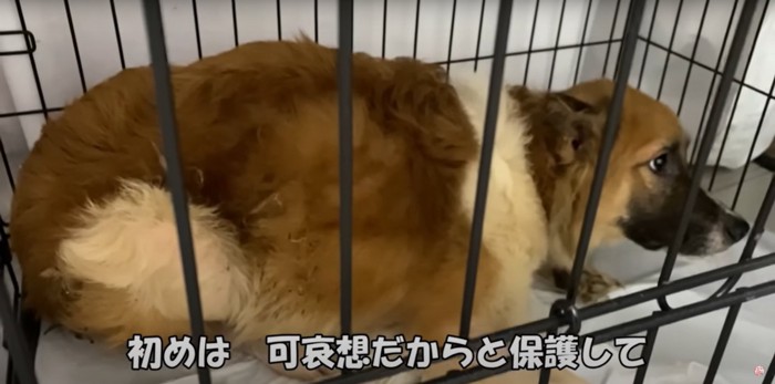 ケージの中で怯える中型犬