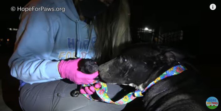 子犬の臭いを嗅ぐ母犬