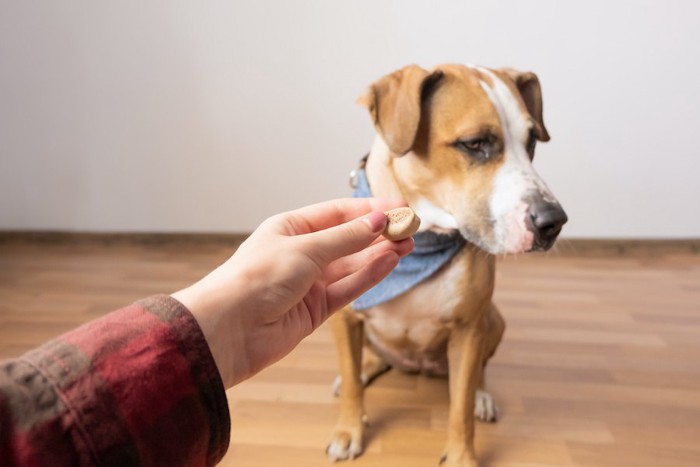 飼い主が差し出すおやつから顔を背ける犬