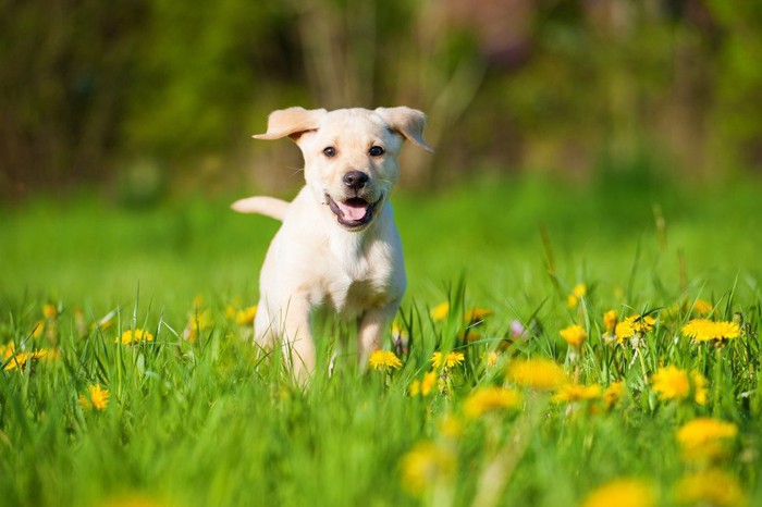 走って来る犬、黄色い花