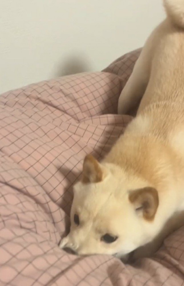 布団の上に寝そべる犬
