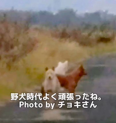 野犬時代のさくちゃん