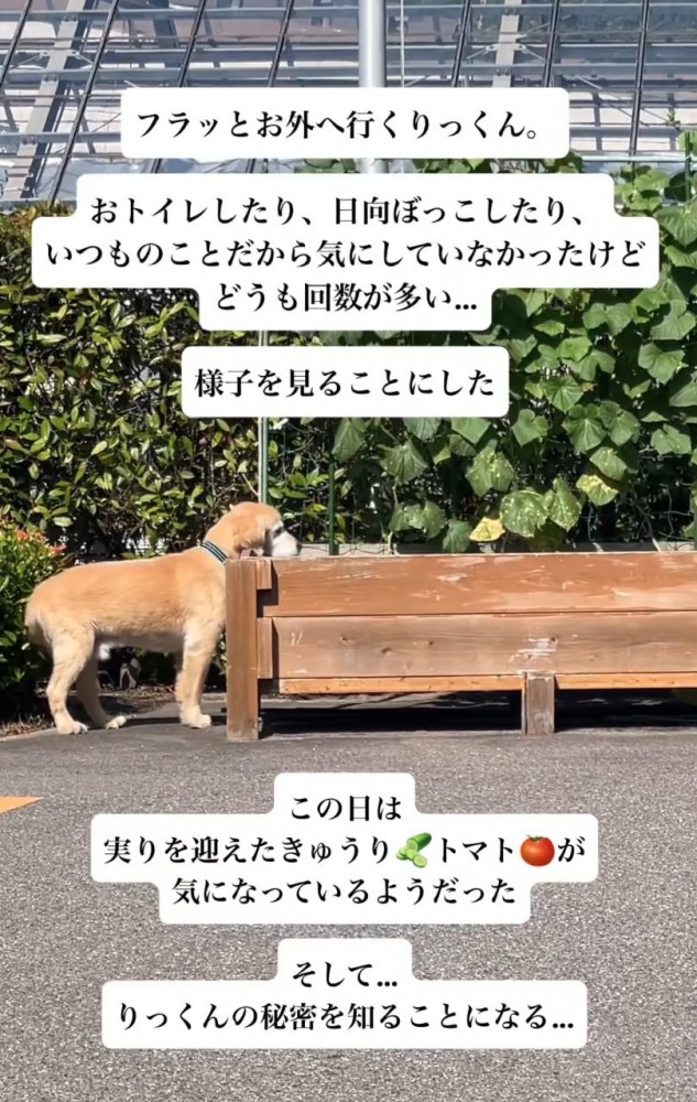 野菜を見る大型犬