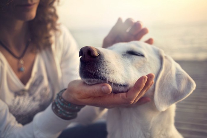 飼い主の手にあごを置いて目を閉じる白い犬