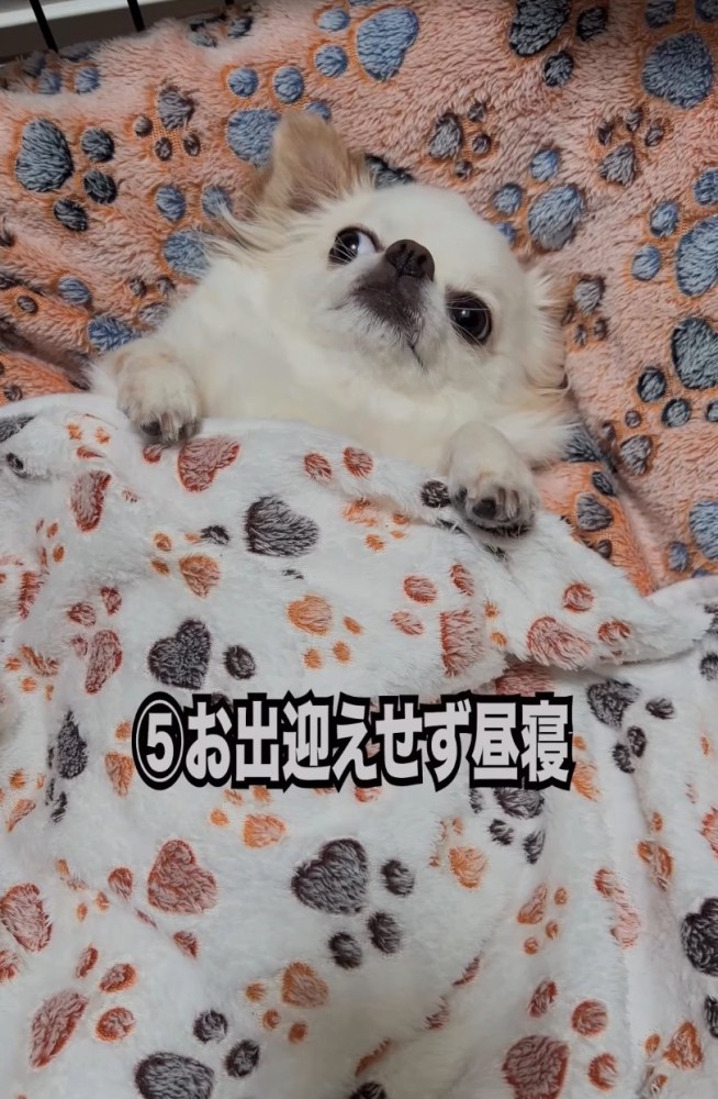 横になるチワワ