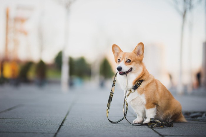 リードをくわえる犬