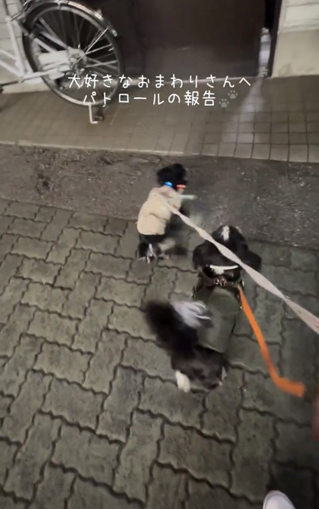 扉の前でそわそわする犬たち