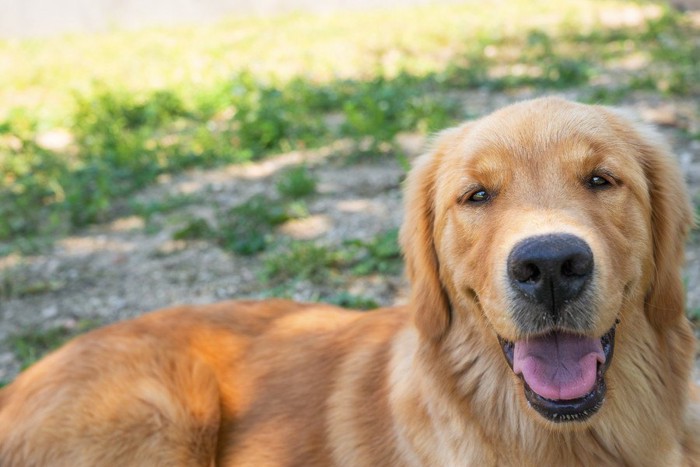 落ち着いた表情の犬