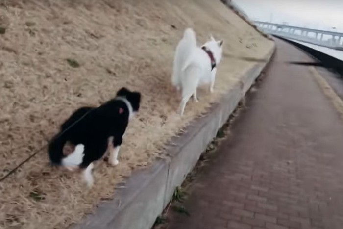 犬に駆け寄る子犬