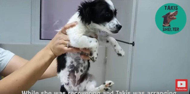 3本足になった犬