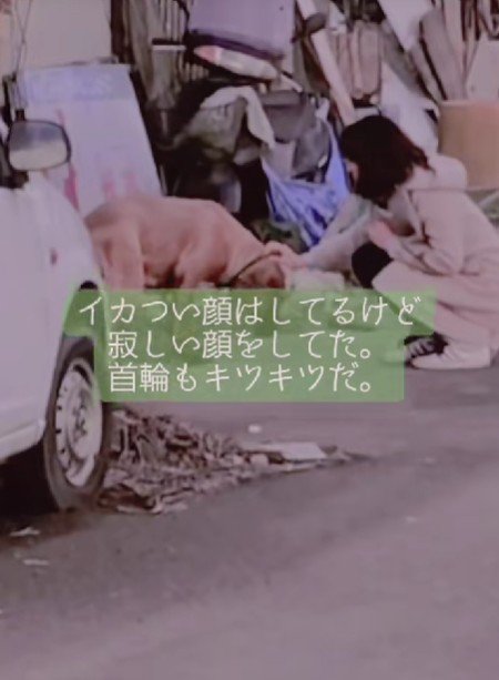 短いリードで自由を奪われて…