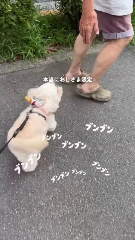 前を歩く男性のあとを追う犬