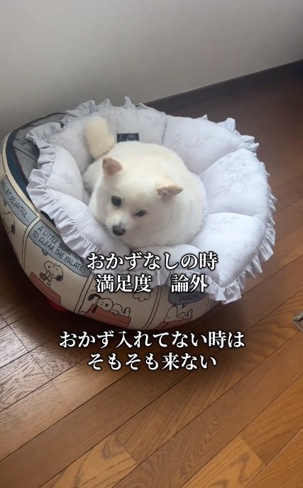 ベッドから動かないべらちゃん