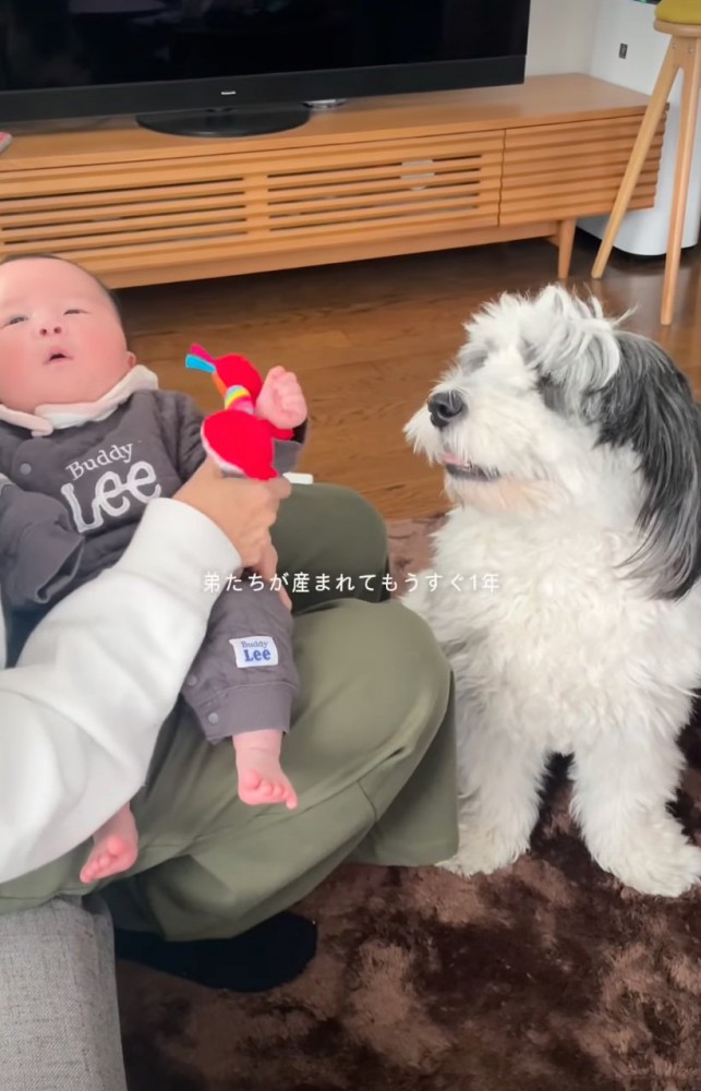 隣で見守るわんちゃん