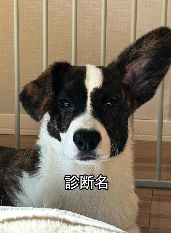 動物病院に連れて行ったら…