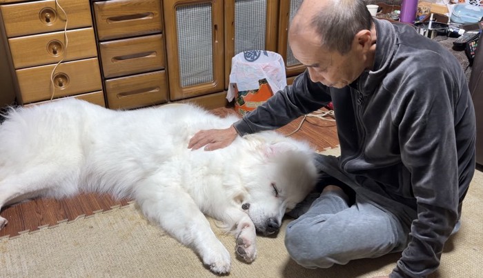 おじいちゃんに撫でられる犬