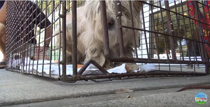 ケージに閉じ込められた犬