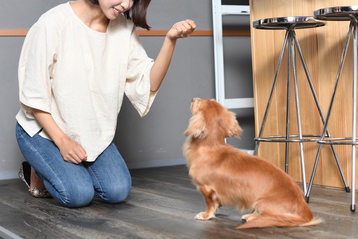 犬をしつける飼い主