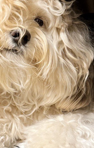 毛が伸びた犬