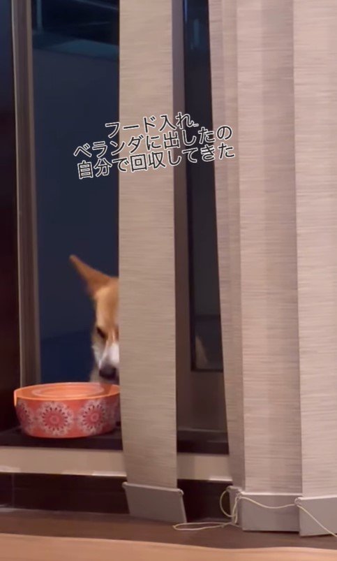 食器を回収するかのんちゃん4