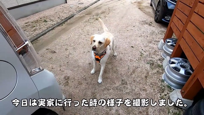 車と大型犬