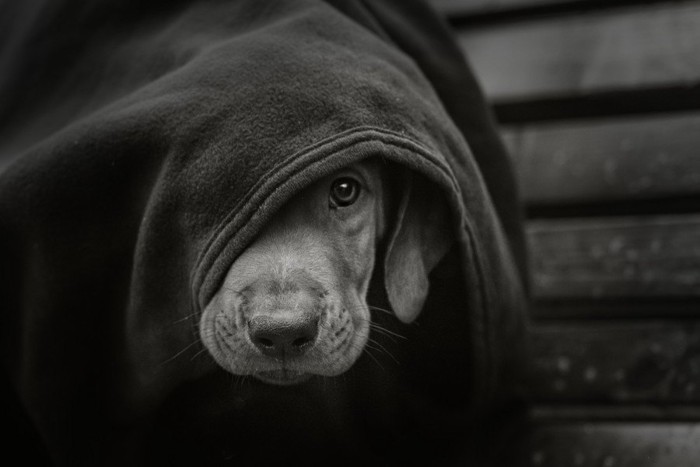 モノトーンの悲しそうな毛布をかぶった犬