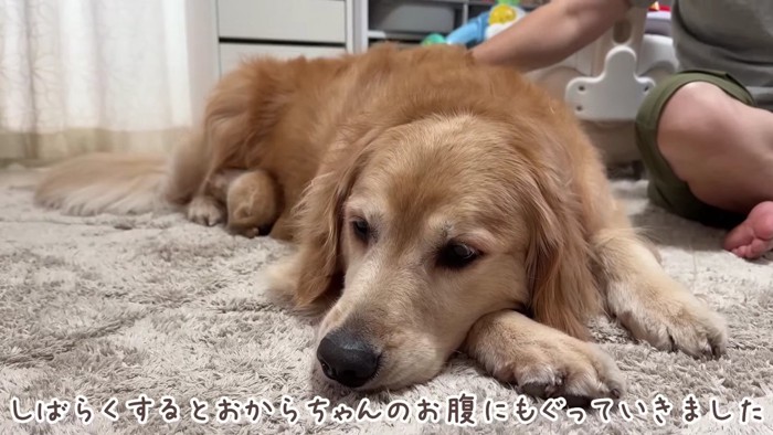 子猫がおからちゃんのお腹へ