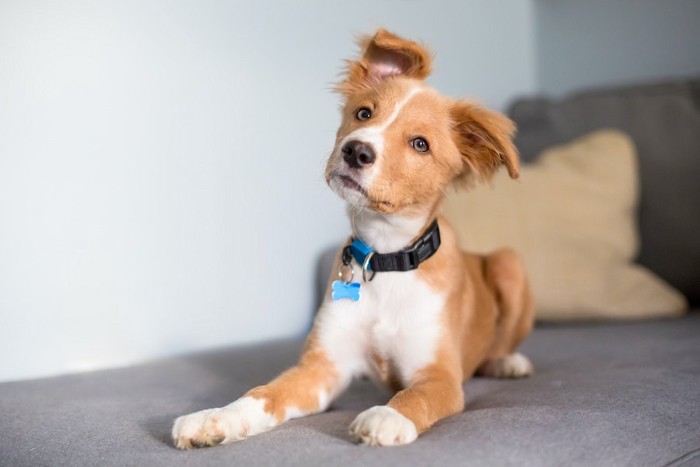 首輪にチャームをつけた子犬