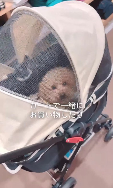 すいーぶ君の変化7