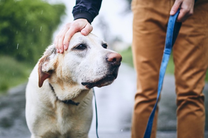 雨の中を散歩するラブと飼い主